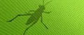 Grasshopper